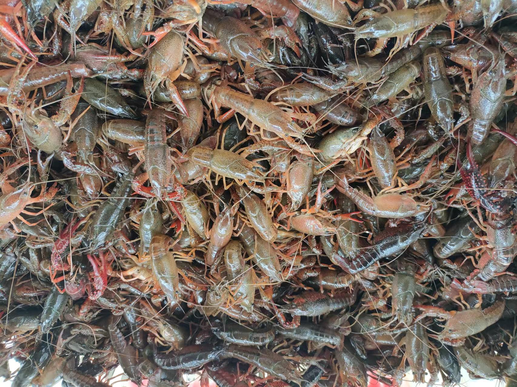 龙虾4