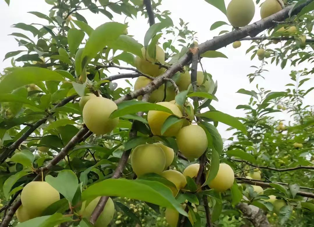 图片54